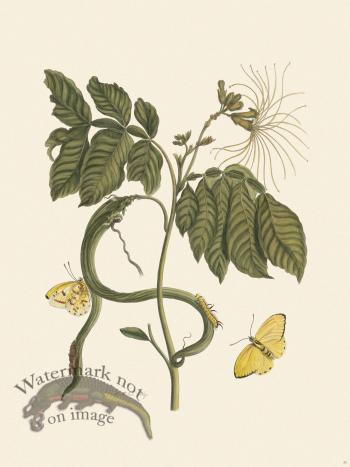 Merian Metamorphosis 51